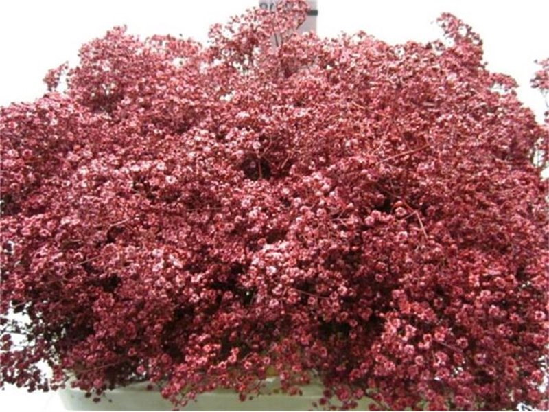 Gipsofila Mill St Bordeaux c2022