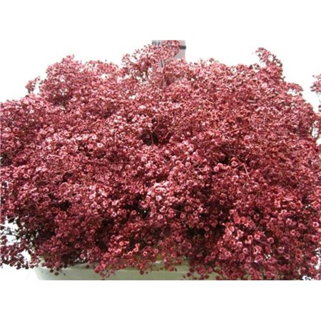 Gipsofila Mill St Bordeaux c2022