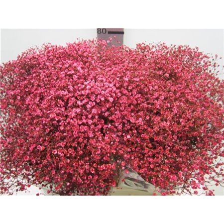 Gipsofila Mill St Bordeaux c2024