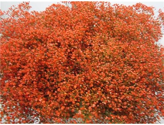 Gipsofila Mill St Coral c2026