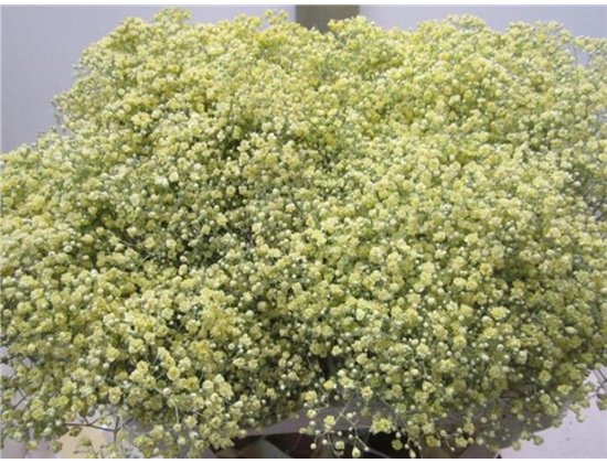 Gipsofila Mill St Coral c2028