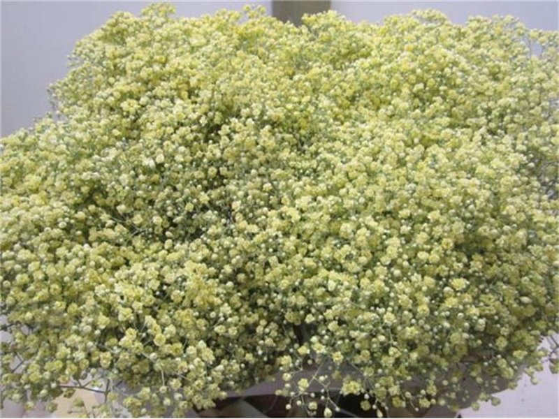 Gipsofila Mill St Coral c2028