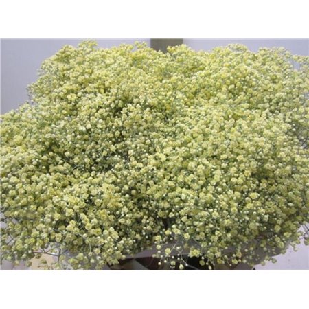 Gipsofila Mill St Creme c2029