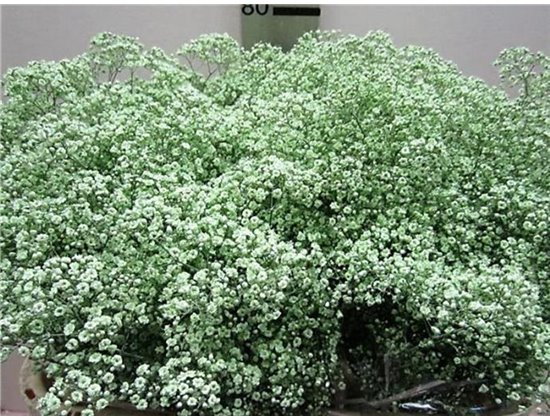 Gipsofila Mill St Green c2030