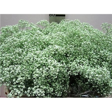 Gipsofila Mill St Green c2030