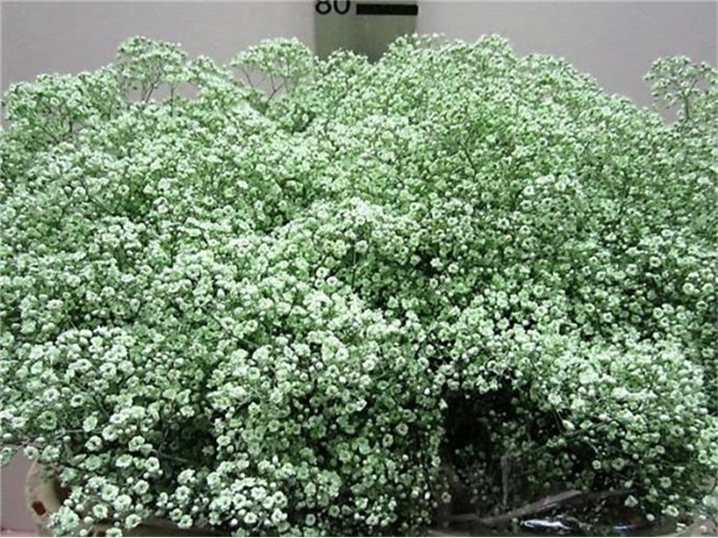 Gipsofila Mill St Green c2031