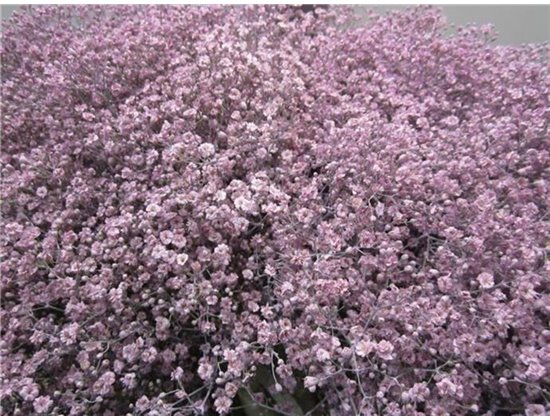 Gipsofila Mill St Milka c2032