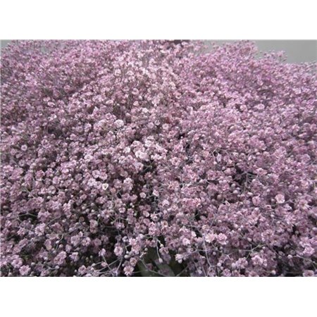 Gipsofila Mill St Milka c2032