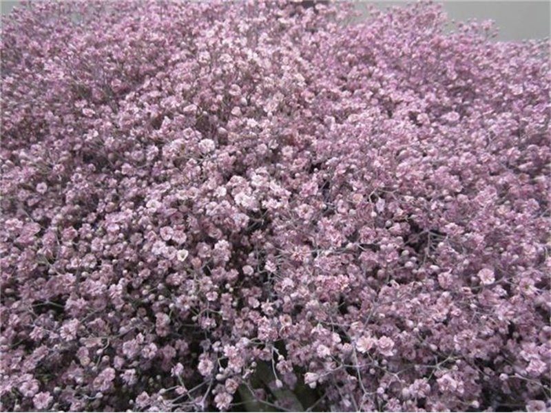 Gipsofila Mill St Milka c2033