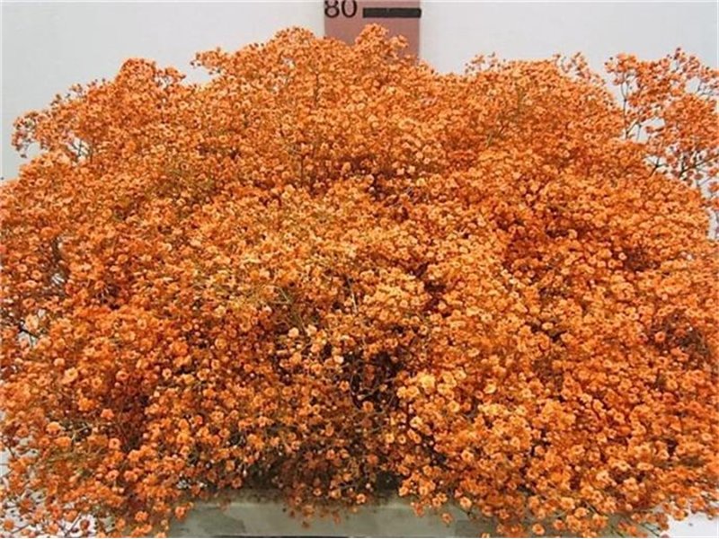 Gipsofila Mill St Orange c2034