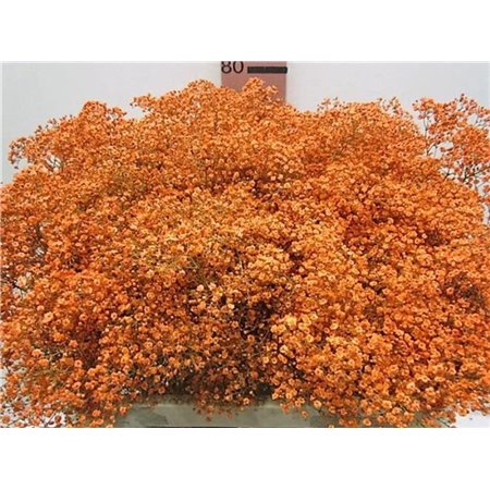 Gipsofila Mill St Orange c2035