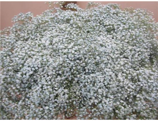 Gipsofila Mill St Pale Blue c2037