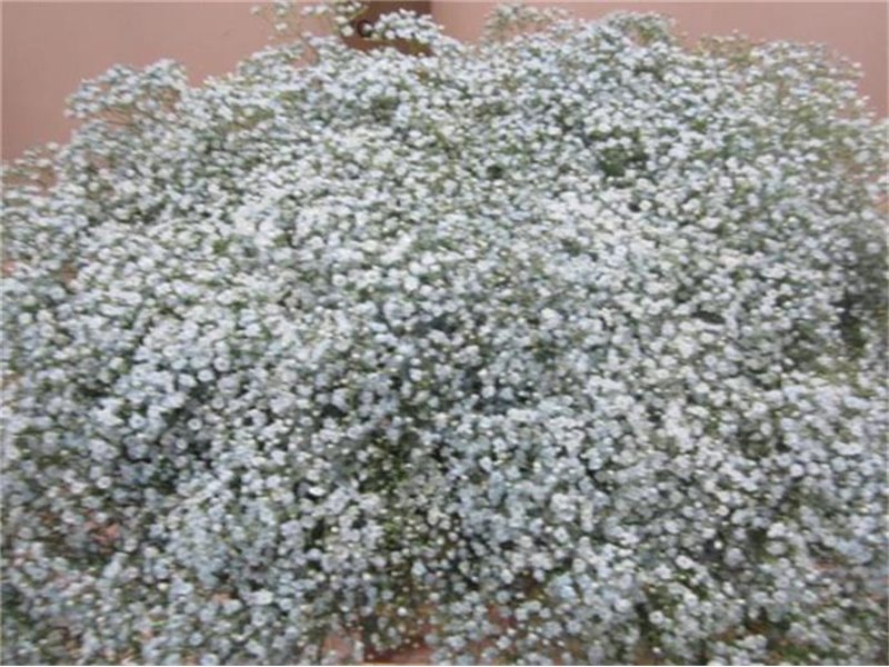 Gipsofila Mill St Pale Blue c2037