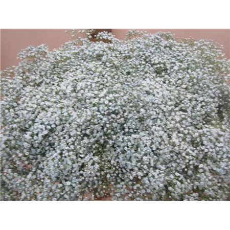 Gipsofila Mill St Pale Blue c2037