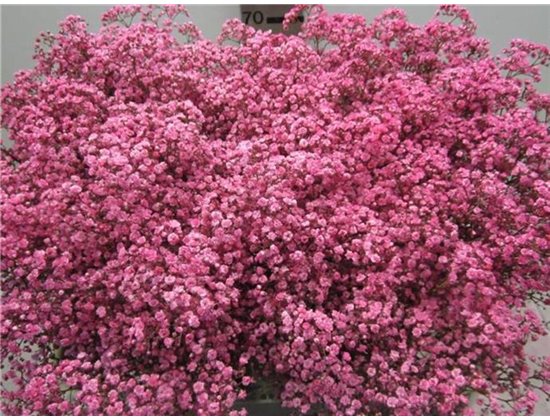 Gipsofila Mill St Pink c2039