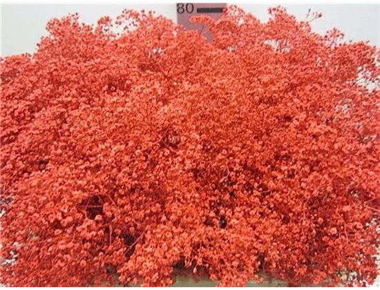 Gipsofila Mill St Red c2041