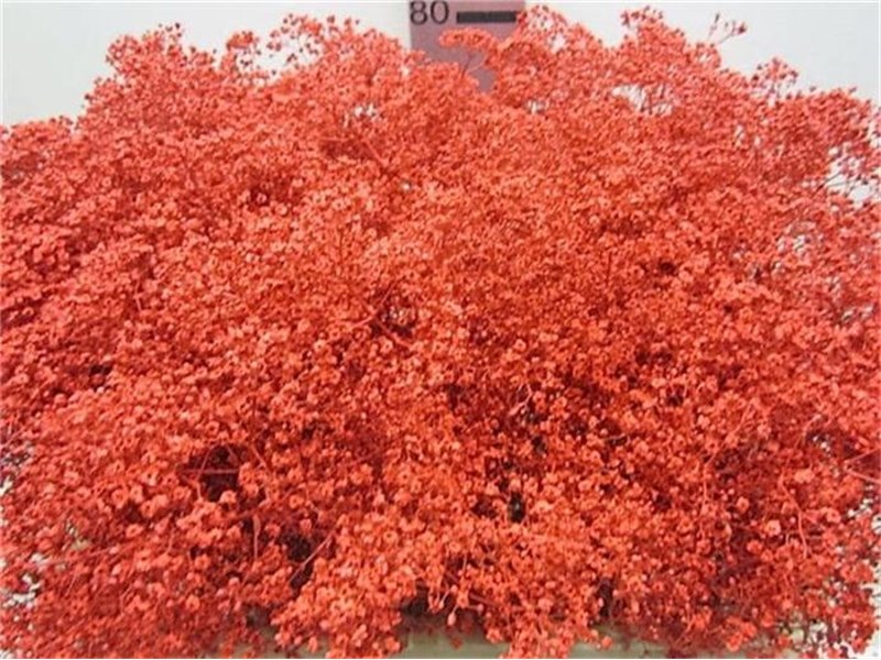 Gipsofila Mill St Red c2041