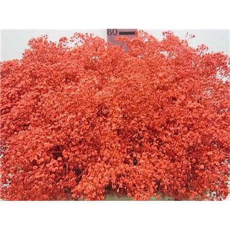 Gipsofila Mill St Red c2041