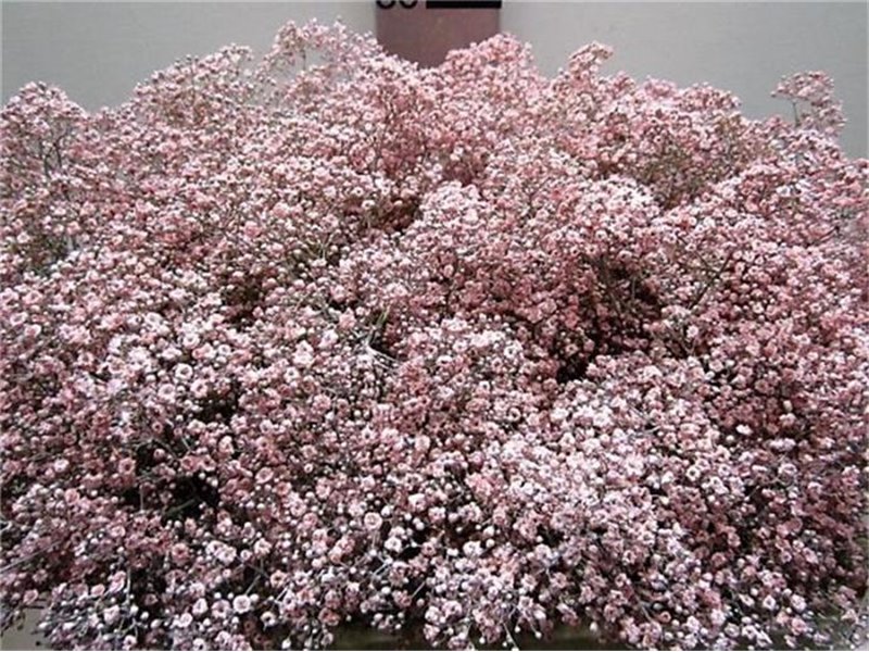 Gipsofila Mill St Red c2042