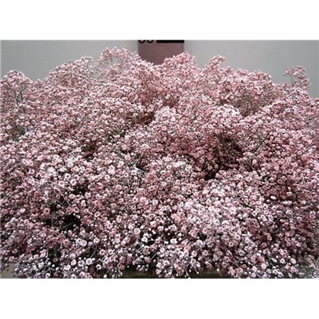 Gipsofila Mill St Rose c2043