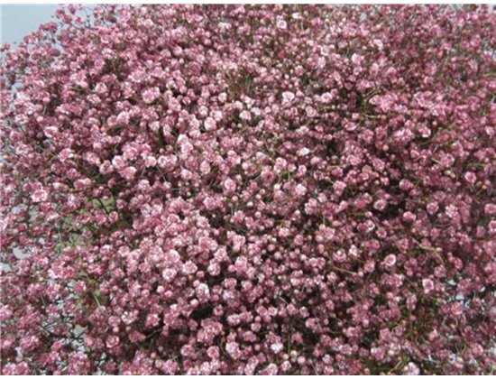 Gipsofila Mill St Rouge c2044