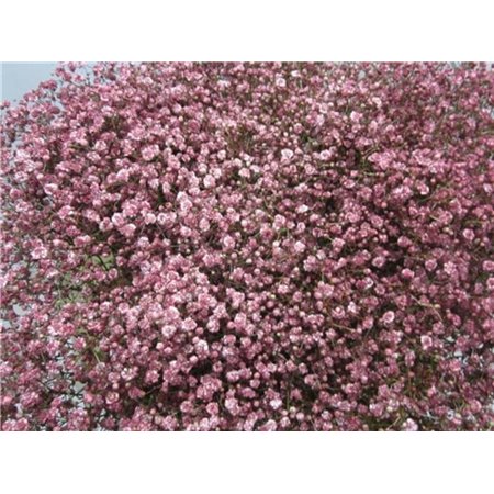 Gipsofila Mill St Rouge c2044