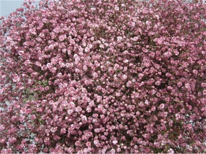 Gipsofila Mill St Rouge c2045