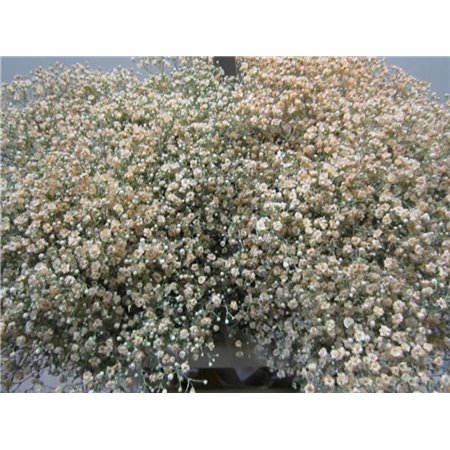 Gipsofila Mill St Salmon c2047