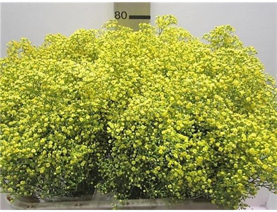 Gipsofila Mill St Yellow c2048