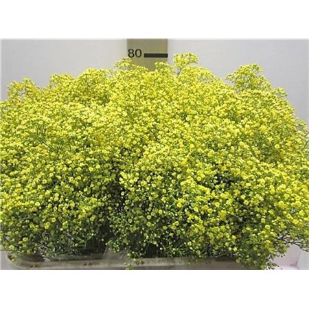 Gipsofila Mill St Yellow c2049