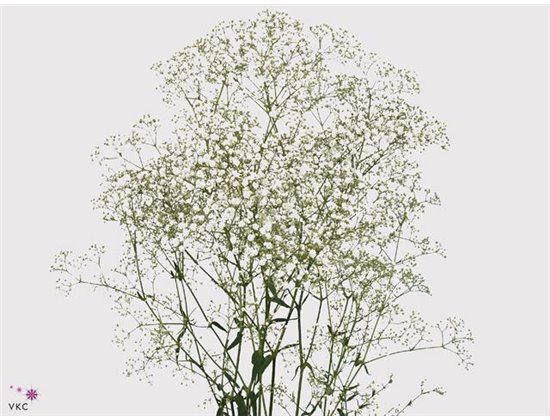 Gipsofila Million Star Ecuador c2050