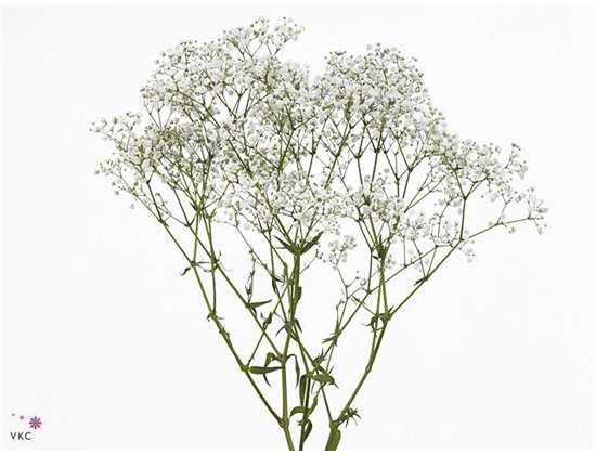 Gipsofila Pa Beauty Bride c2052