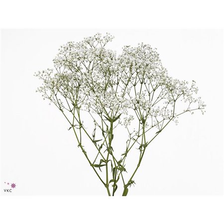 Gipsofila Pa Beauty Bride c2053