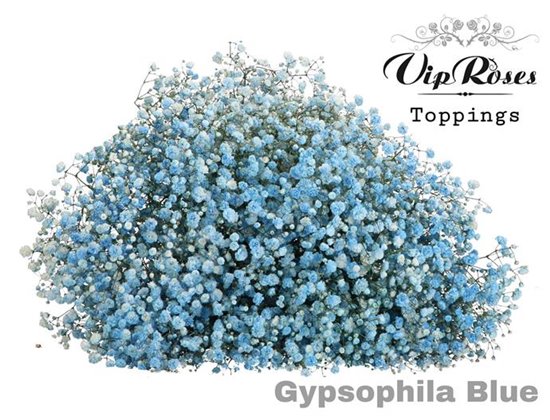 Gipsofila Pa Blue c2054