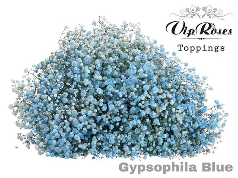 Gipsofila Pa Blue c2054