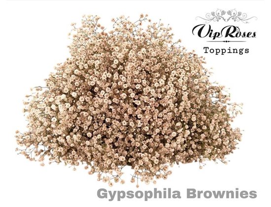 Gipsofila Pa Brownies c2056