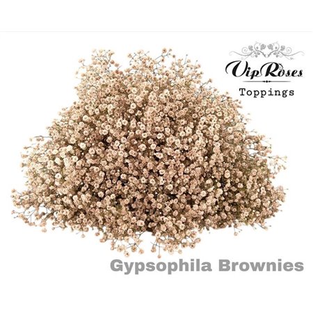 Gipsofila Pa Brownies c2056