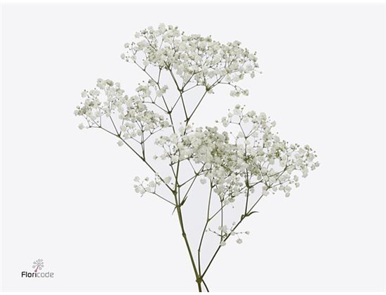 Gipsofila Pa Cosmic Ec 35 Tropical Acres c2057