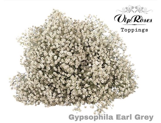 Gipsofila Pa Earl Grey c2060