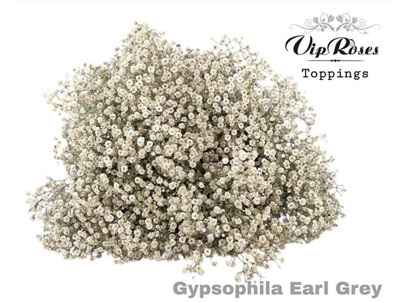 Gipsofila Pa Earl Grey c2060