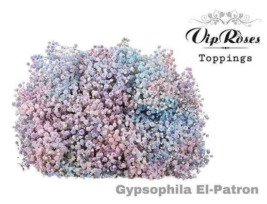 Gipsofila Pa El Patron c2061