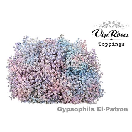 Gipsofila Pa El Patron c2061