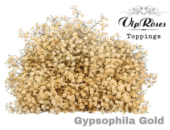 Gipsofila Pa Gold c2063