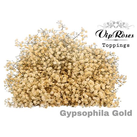 Gipsofila Pa Gold c2063