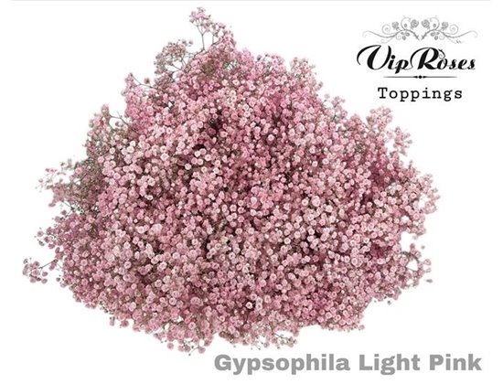 Gipsofila Pa Light Pink c2064