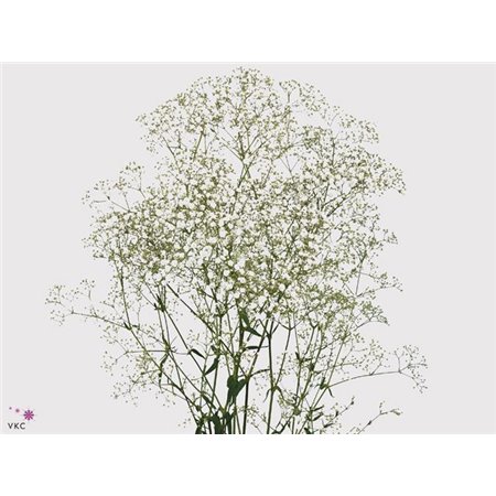 Gipsofila Pa Light Pink c2065