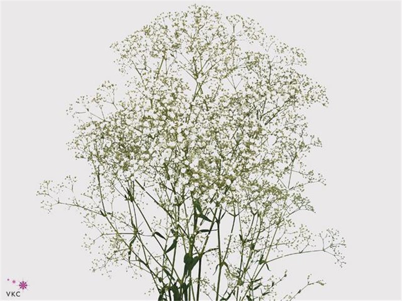 Gipsofila Pa Million Star Ec c2066