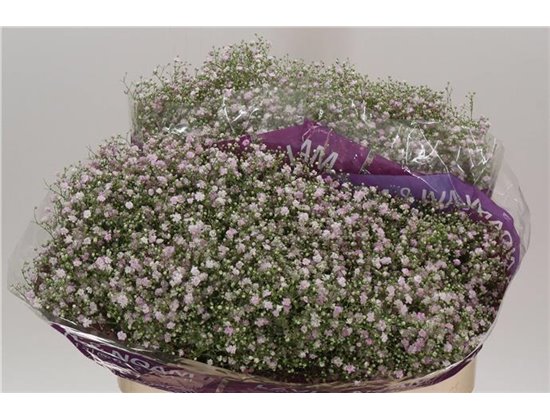 Gipsofila Pa Million Star Ec c2067