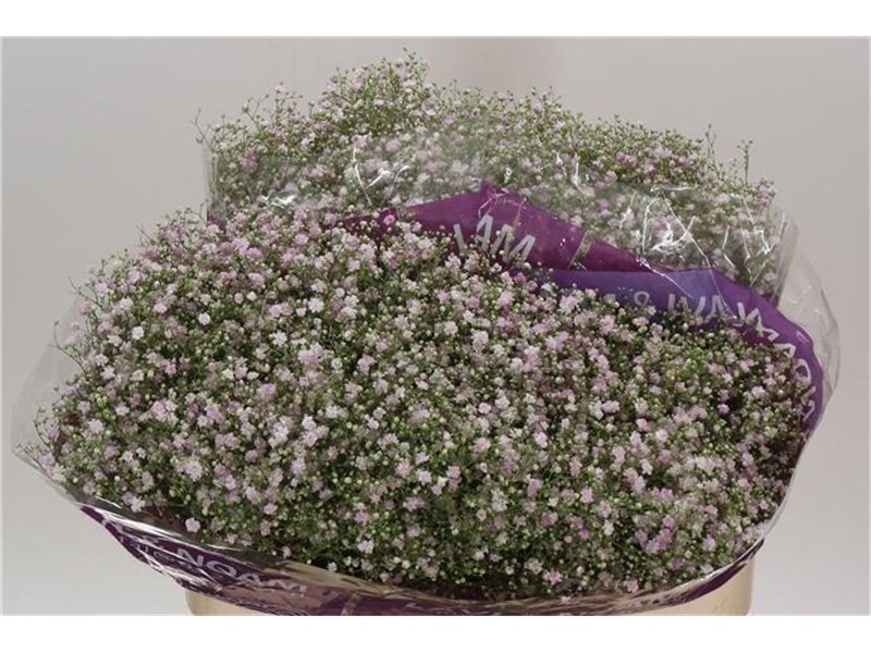 Gipsofila Pa Million Star Ec c2067