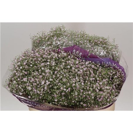 Gipsofila Pa Million Star Ec c2067